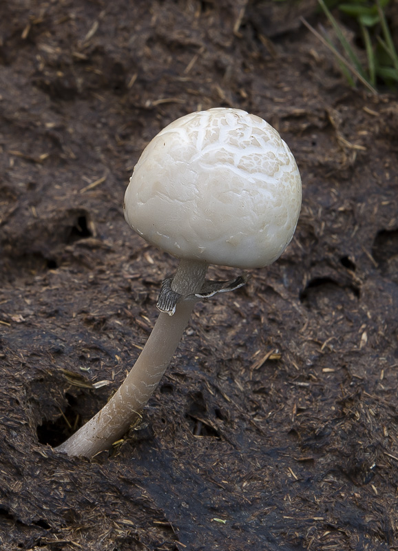 Panaeolus semiovatus